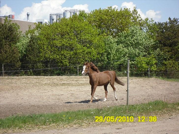 Anden særlig race Stella  - ja! nu trækker Camilla mig ind! billede 2