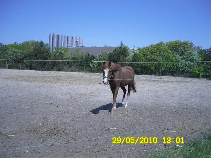 Anden særlig race Stella  billede 3