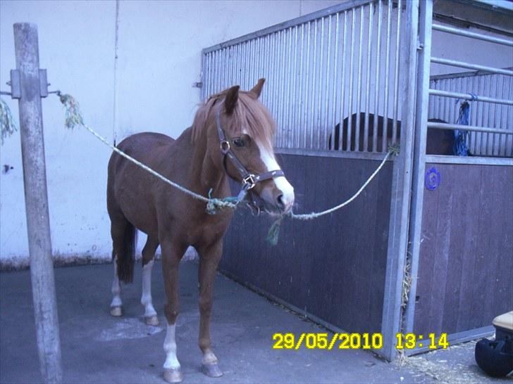 Anden særlig race Stella  - Endelig skal jeg strigles :D billede 4