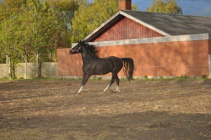 Anden særlig race Silke - 2010 maj billede 9