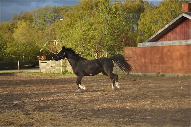 Anden særlig race Silke - 2010 maj billede 10