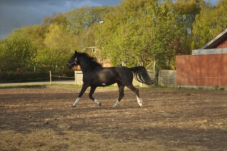 Anden særlig race Silke - 2010 maj billede 11