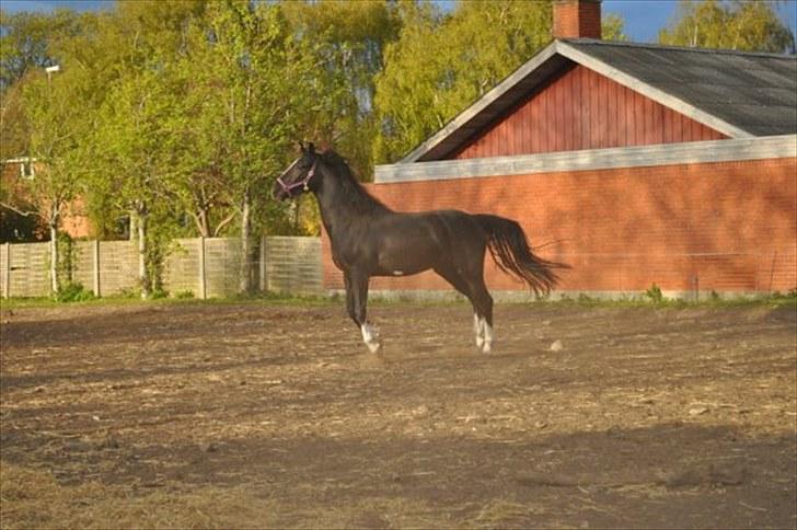 Anden særlig race Silke - 2010 maj billede 12