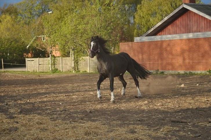 Anden særlig race Silke - 2010 maj billede 13