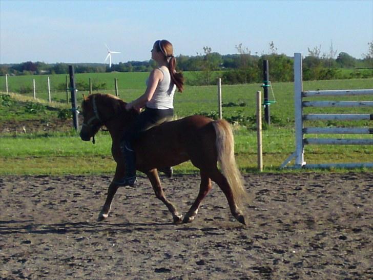 Welsh Mountain (sec A) Gærshøj Chareaun *solgt* billede 19