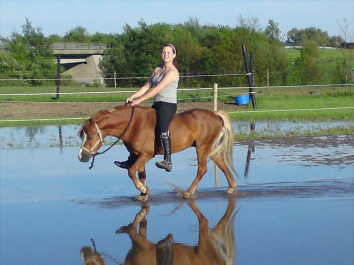 Welsh Mountain (sec A) Gærshøj Chareaun *solgt* billede 20