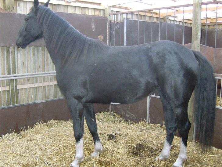 Anden særlig race Silke - 2009 oktober billede 15