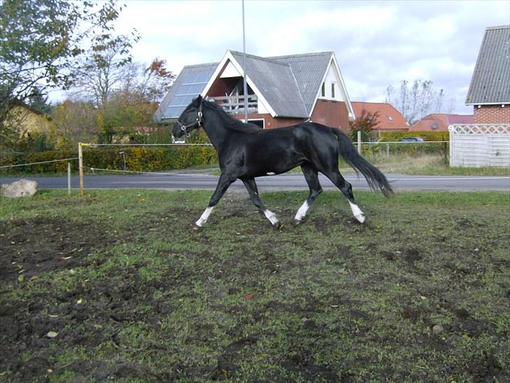 Anden særlig race Silke - 2009 oktober billede 16