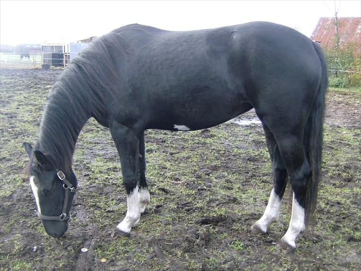 Anden særlig race Silke - 2009 oktober billede 17