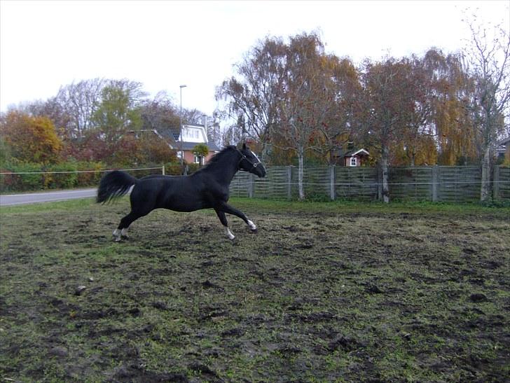 Anden særlig race Silke - 2009 oktober billede 18