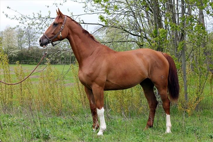 Anden særlig race Kongo billede 1