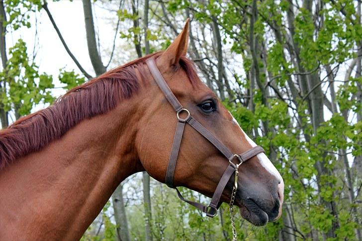 Anden særlig race Kongo billede 2