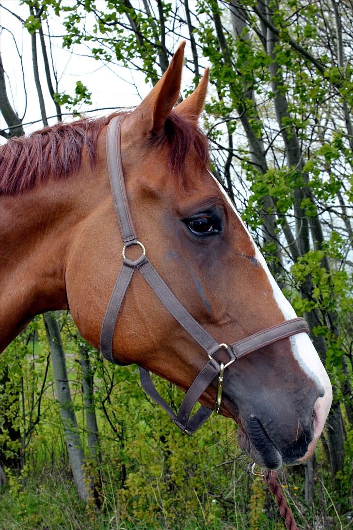 Anden særlig race Kongo billede 3