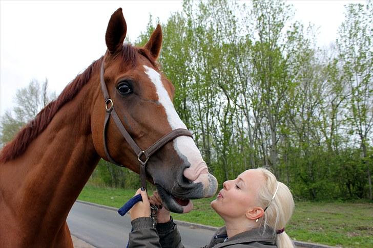 Anden særlig race Kongo billede 4