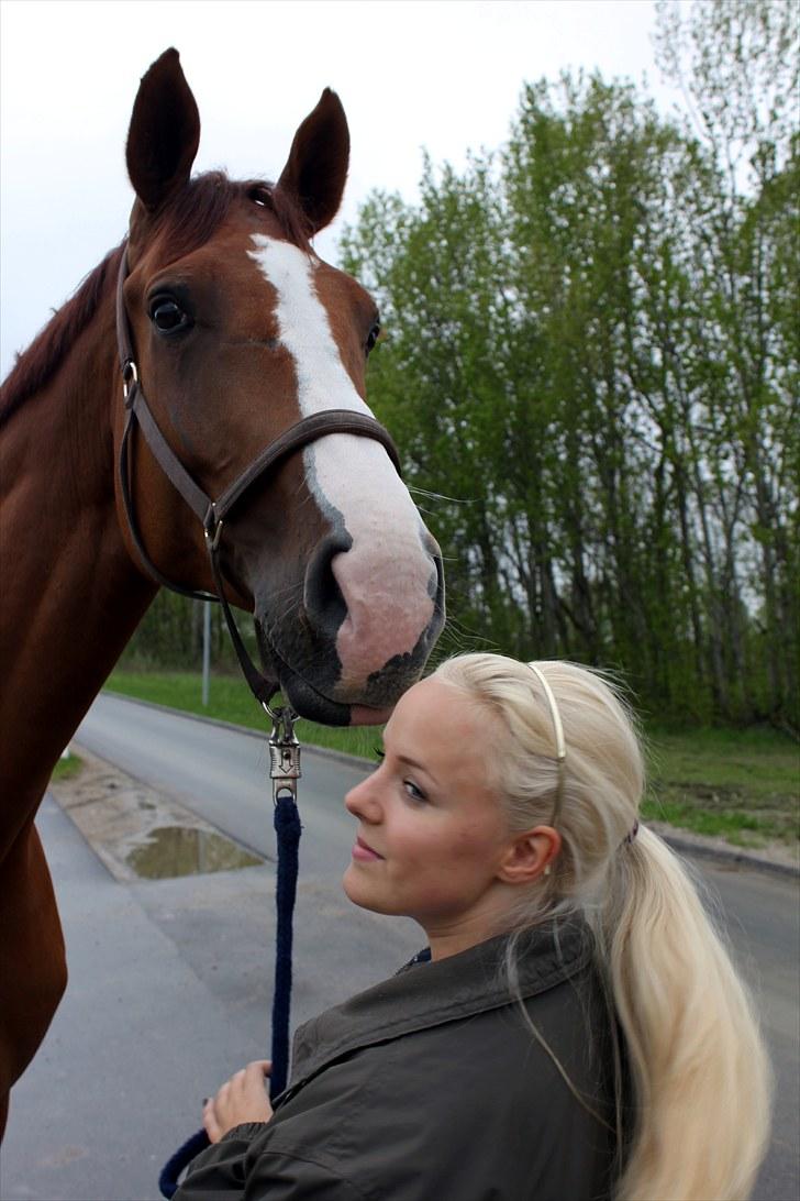 Anden særlig race Kongo billede 5