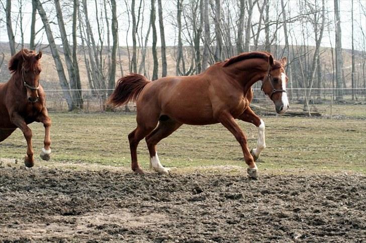 Anden særlig race Kongo billede 6