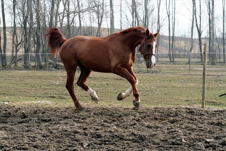 Anden særlig race Kongo billede 7