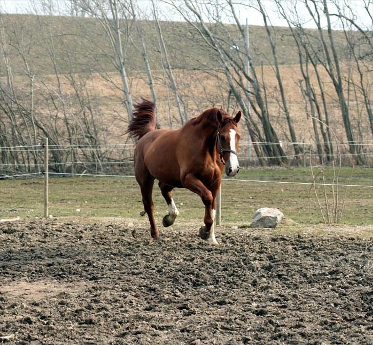 Anden særlig race Kongo billede 8