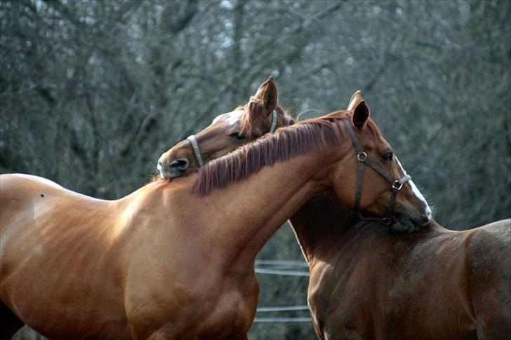 Anden særlig race Kongo billede 9