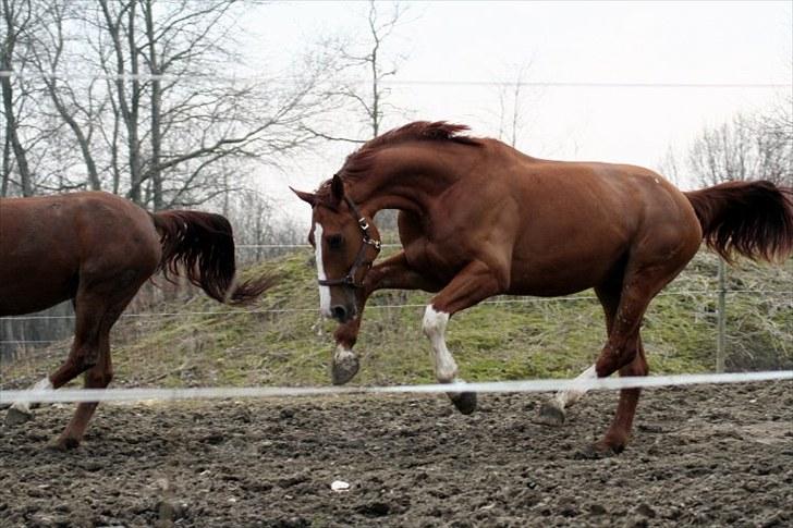 Anden særlig race Kongo billede 10