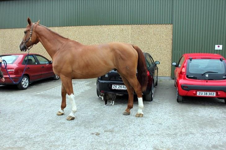 Anden særlig race Kongo billede 11