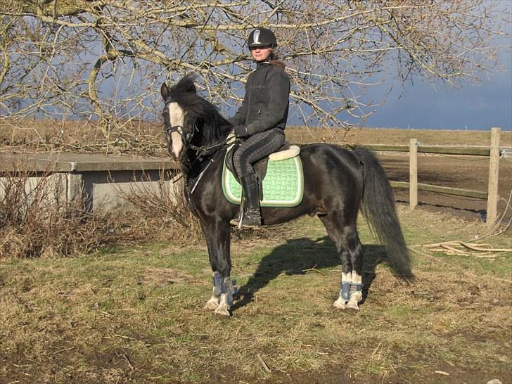 Anden særlig race Starlight Moon billede 5
