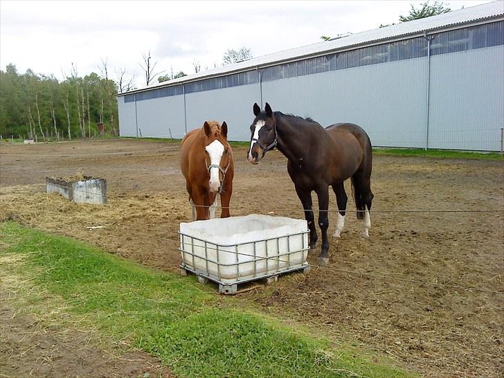 Dansk Varmblod Alingus billede 6