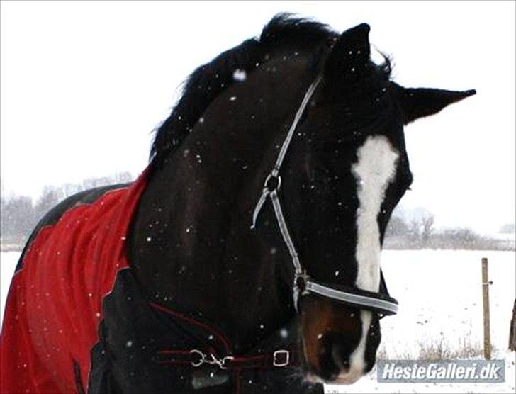 Dansk Varmblod Alingus billede 7