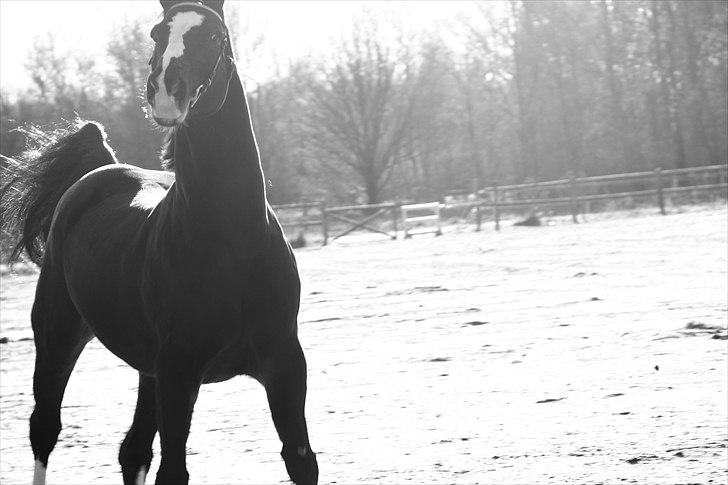 Dansk Varmblod Alingus - © Sara Bach Henriksen billede 8