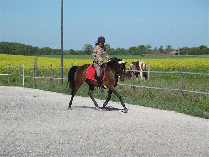 Fuldblod (XX) Zorajah - Min smukke smukke pony! inga ridder Reje mens jeg ikke kan ride<3 Foto Far billede 2