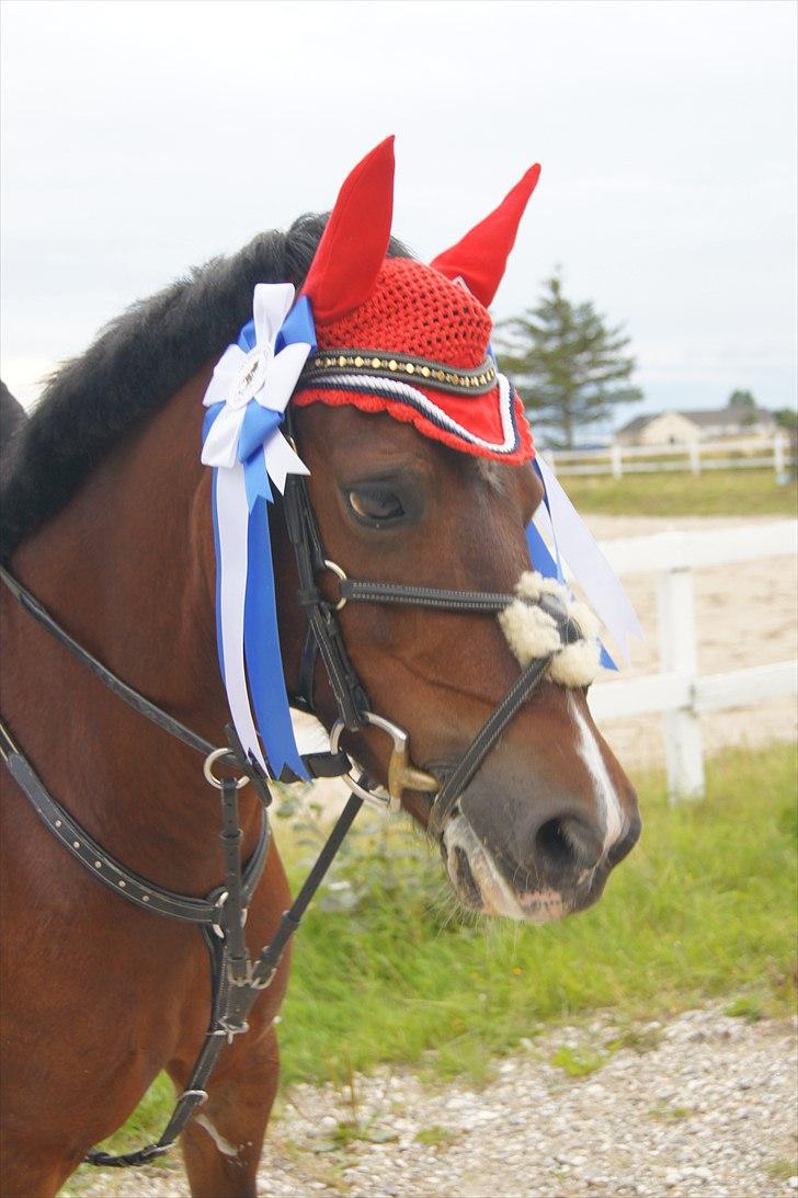 Welsh Pony af Cob-type (sec C) Åvangens Victoria - 2 gange anden plads på HSK <3 I LOVE YOU billede 9
