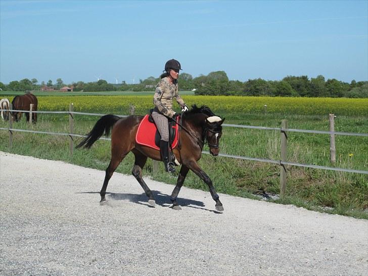 Fuldblod (XX) Zorajah billede 3