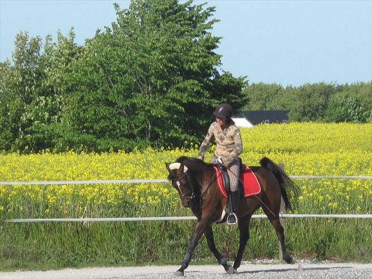 Fuldblod (XX) Zorajah - Min egen lille gangmaskine<3 billede 4