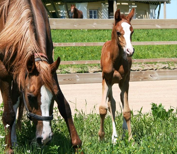 Arabisk fuldblod (OX) NILANSK - Sidste skud på stammen KH Rasas, (Nilansk x Oliviya) billede 3