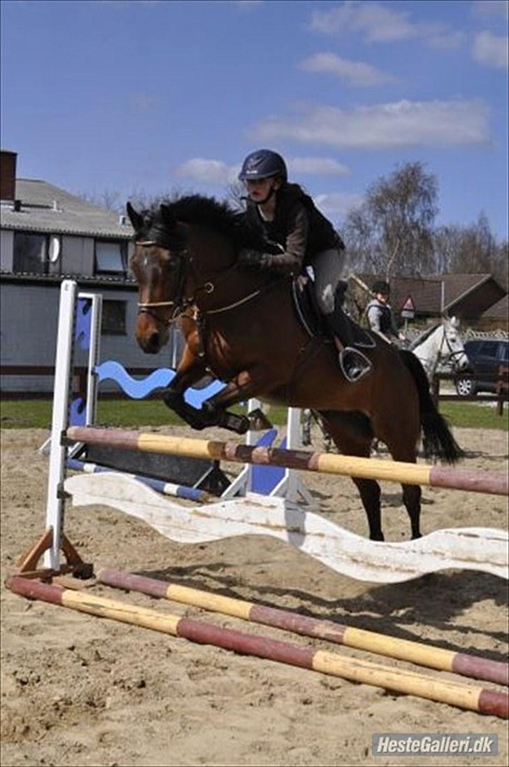 Tysk Sportspony Conchitta<3 - Mig og Conse til Micheal Aabo kursus Foto: Line Hald billede 12
