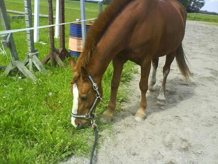 Hollandsk Sportspony Scarlett Angel. - Du vil altid være min prinsesse. billede 13