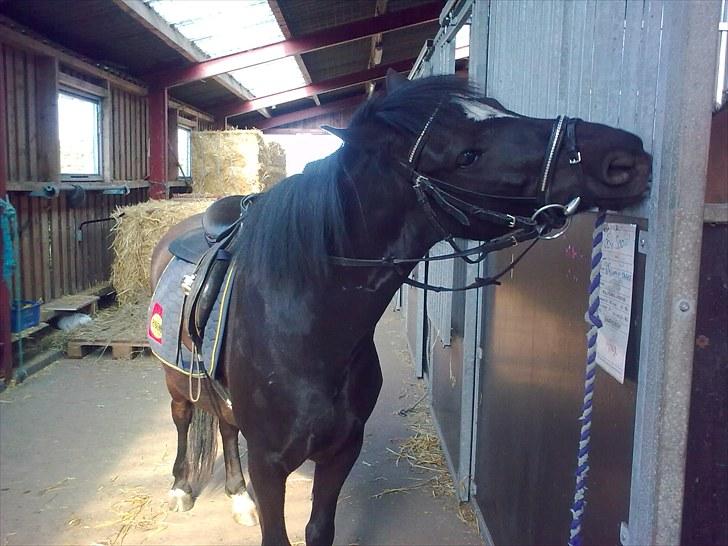 Anden særlig race Asterix;) - Hva´ er der der oppe??:} billede 18