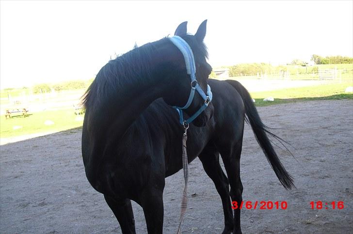 Fuldblod (XX) Toftegaardens Mango billede 9