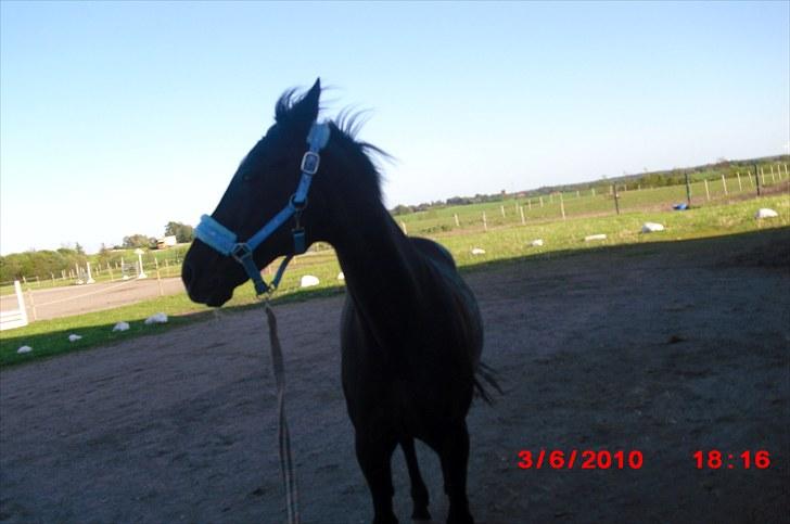 Fuldblod (XX) Toftegaardens Mango billede 10