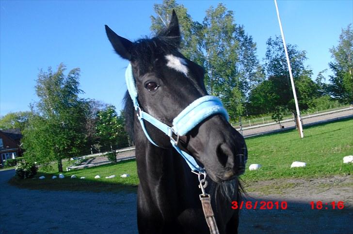 Fuldblod (XX) Toftegaardens Mango - Mango som model hest <3 billede 1