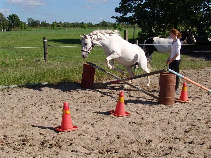 Welsh Cob (sec D) Sheila billede 7