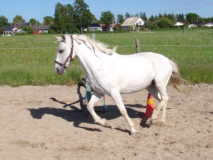 Welsh Cob (sec D) Sheila billede 8