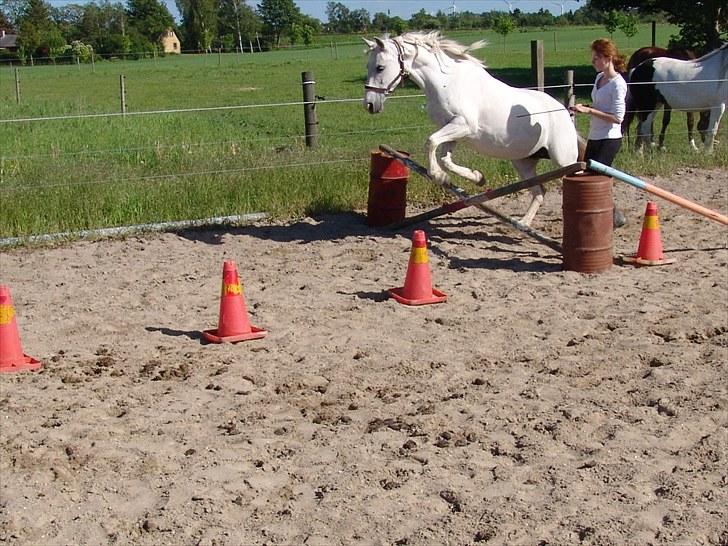 Welsh Cob (sec D) Sheila billede 9