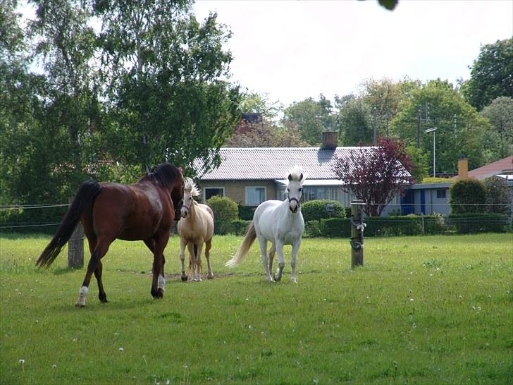 Welsh Cob (sec D) Sheila billede 10