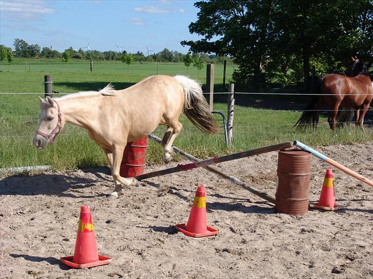 Anden særlig race Isabella billede 7