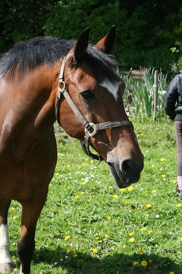 Anden særlig race Titan - Titan på fold billede 12