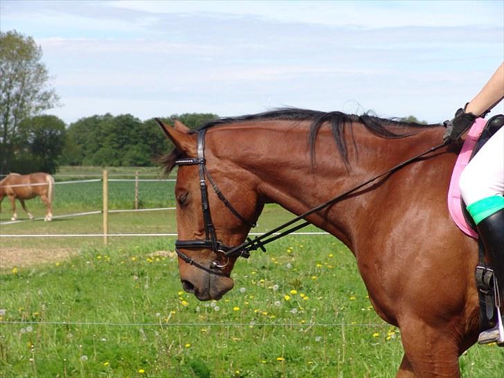 Holstener Sir Sirocco billede 18