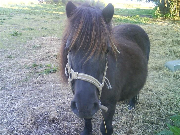 Shetlænder Ravnegårds Tootsie *Udlånt* billede 1