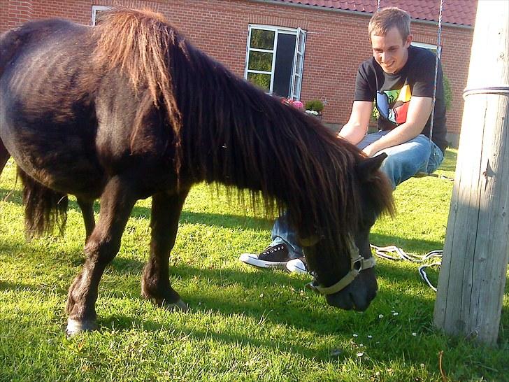 Shetlænder Ravnegårds Tootsie *Udlånt* billede 3