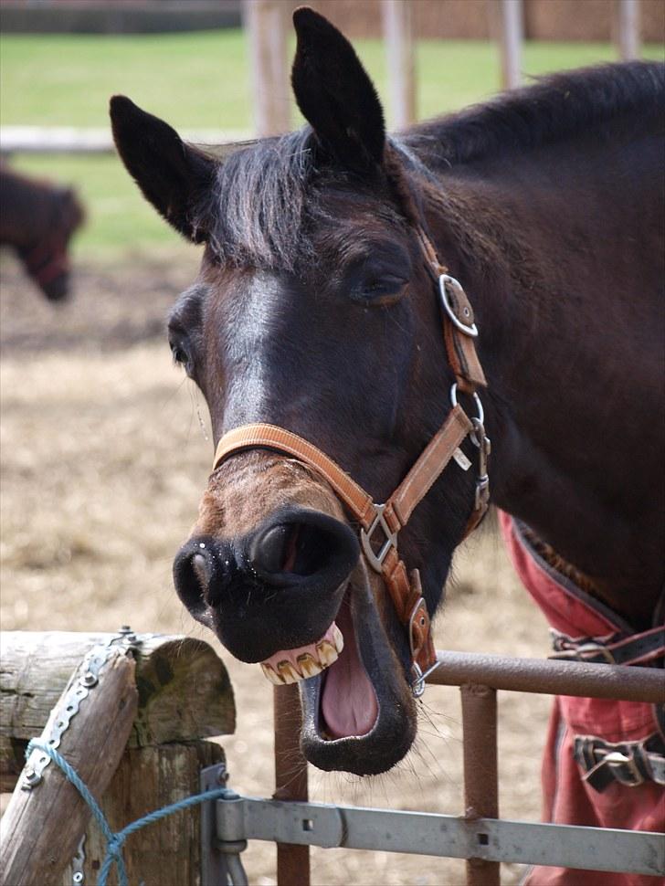 Oldenborg Visborggaards Starleth billede 9